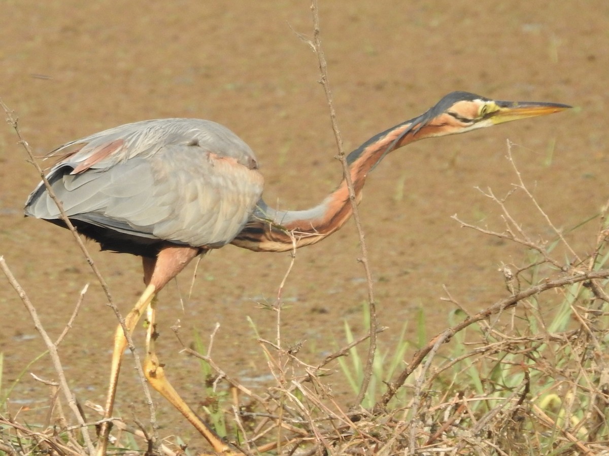 紫鷺 - ML635360929