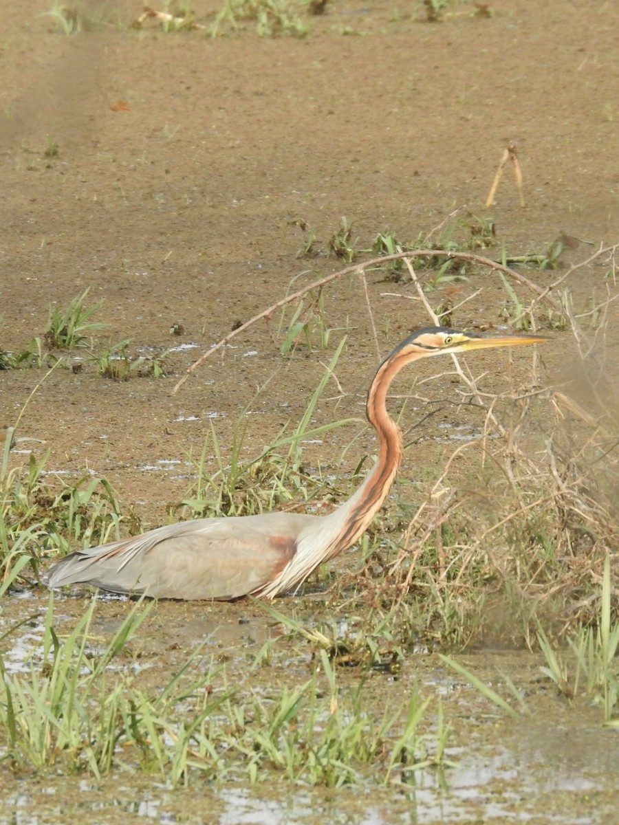 紫鷺 - ML635360930