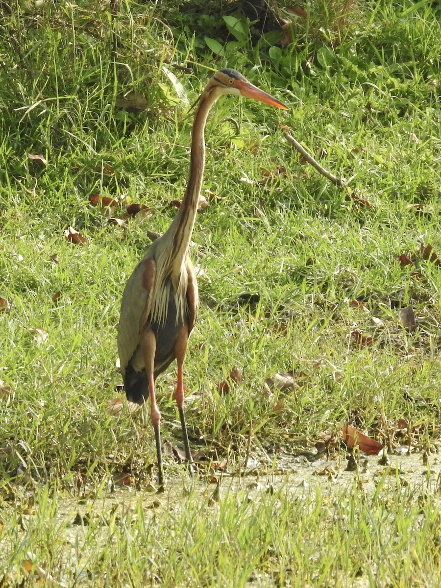 紫鷺 - ML635360931