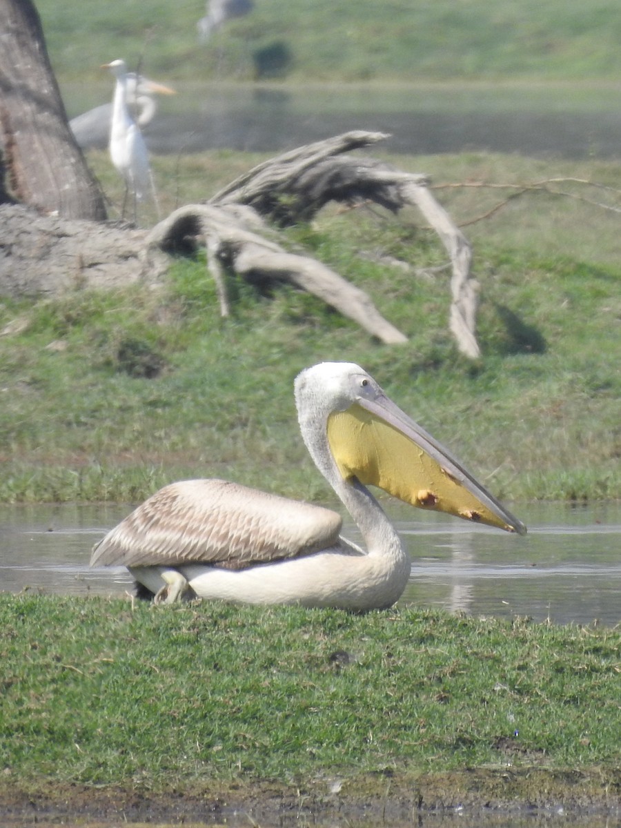 白鵜鶘 - ML635360937