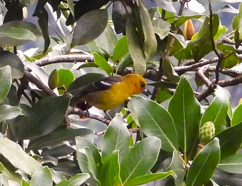 White-winged Tanager - ML635360946