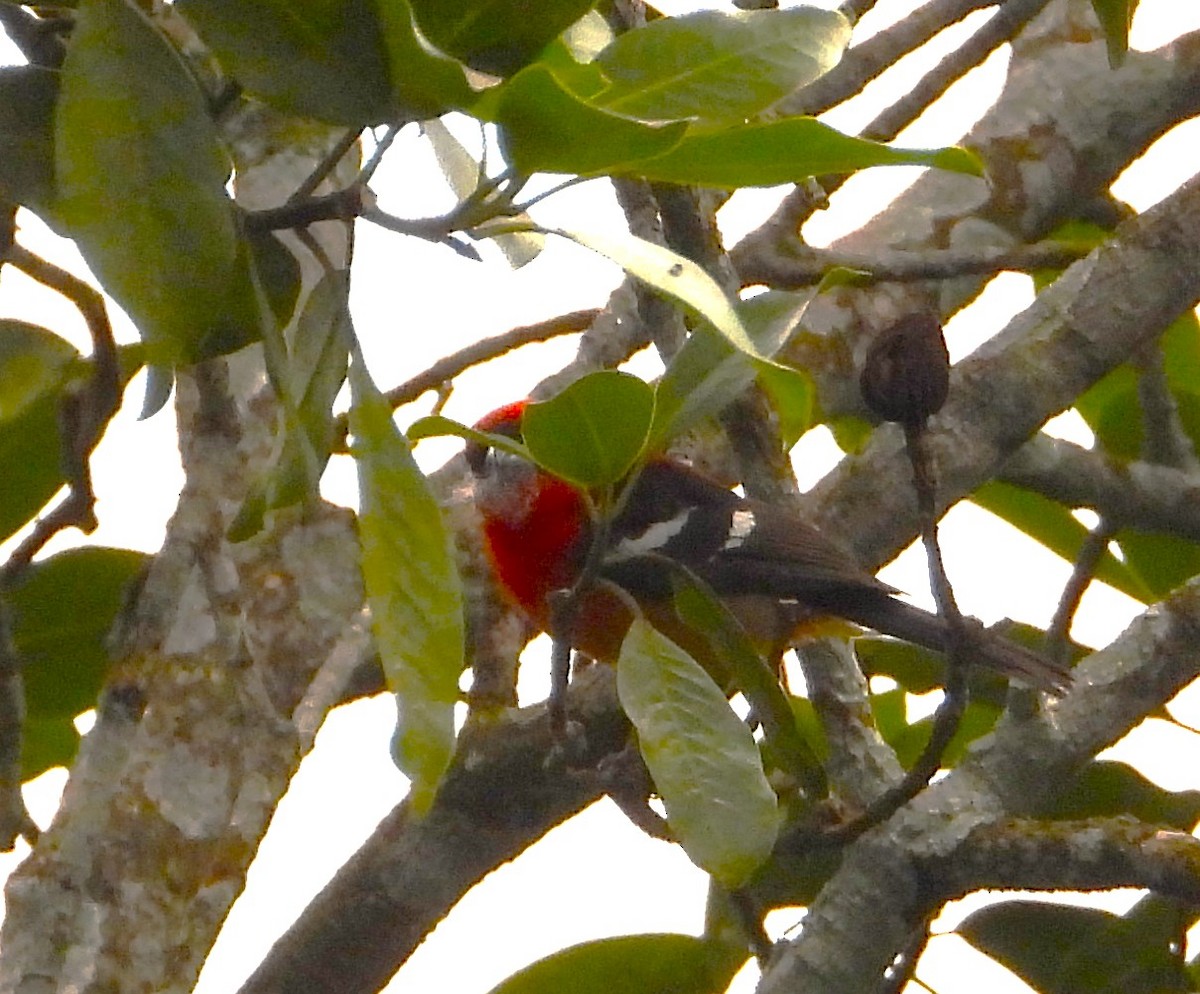 White-winged Tanager - ML635360947