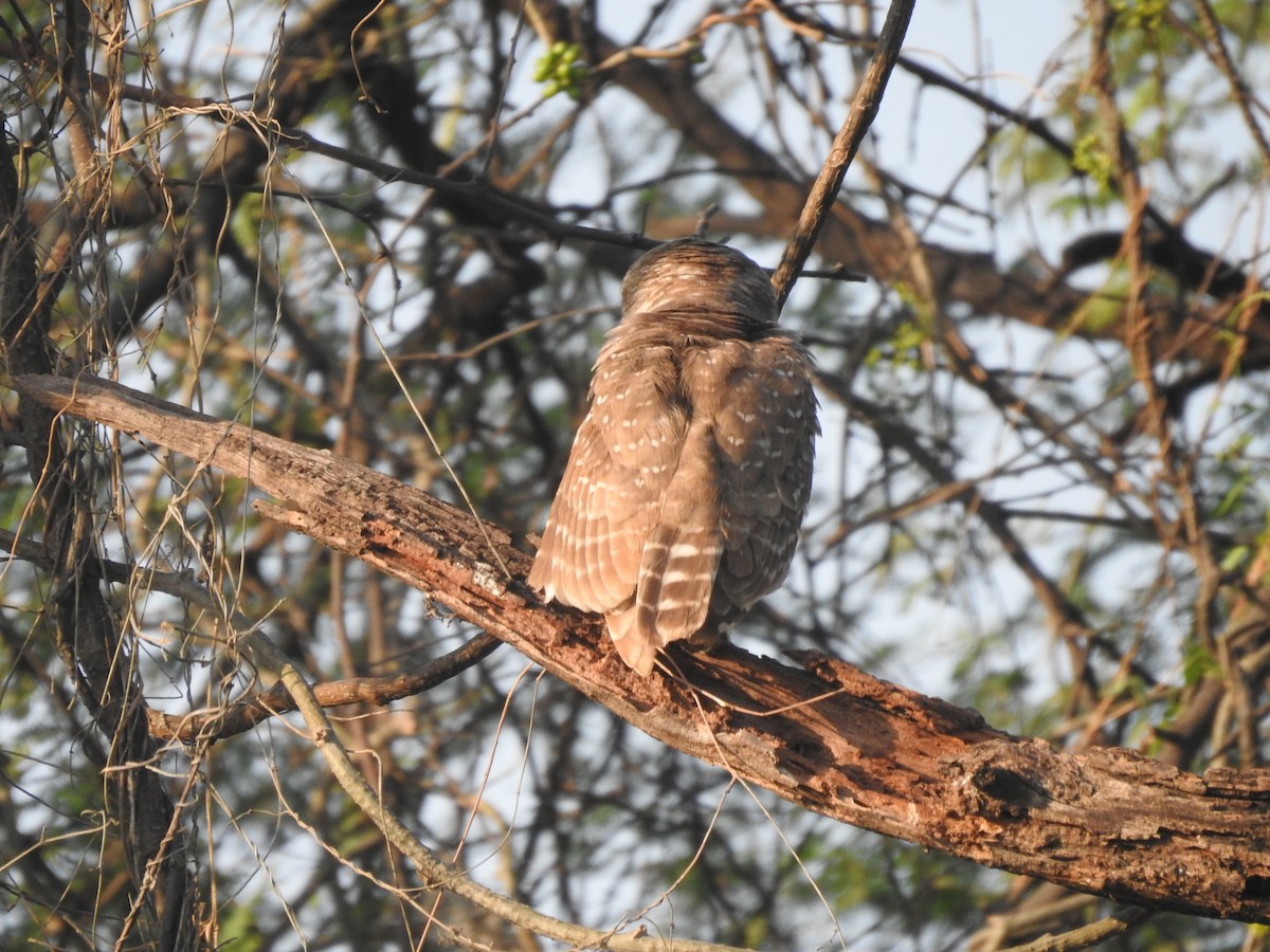 Spotted Owlet - ML635360951