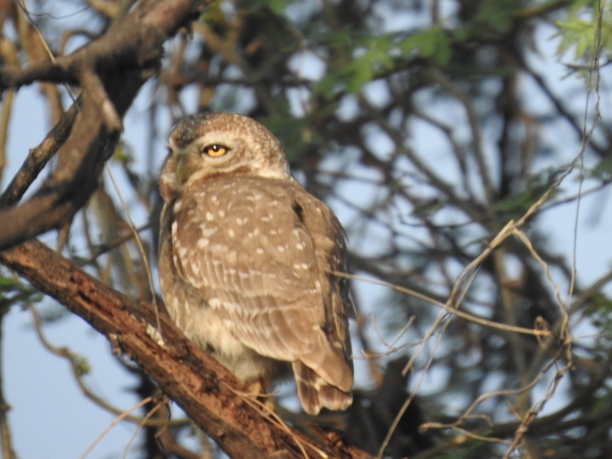 Spotted Owlet - ML635360952