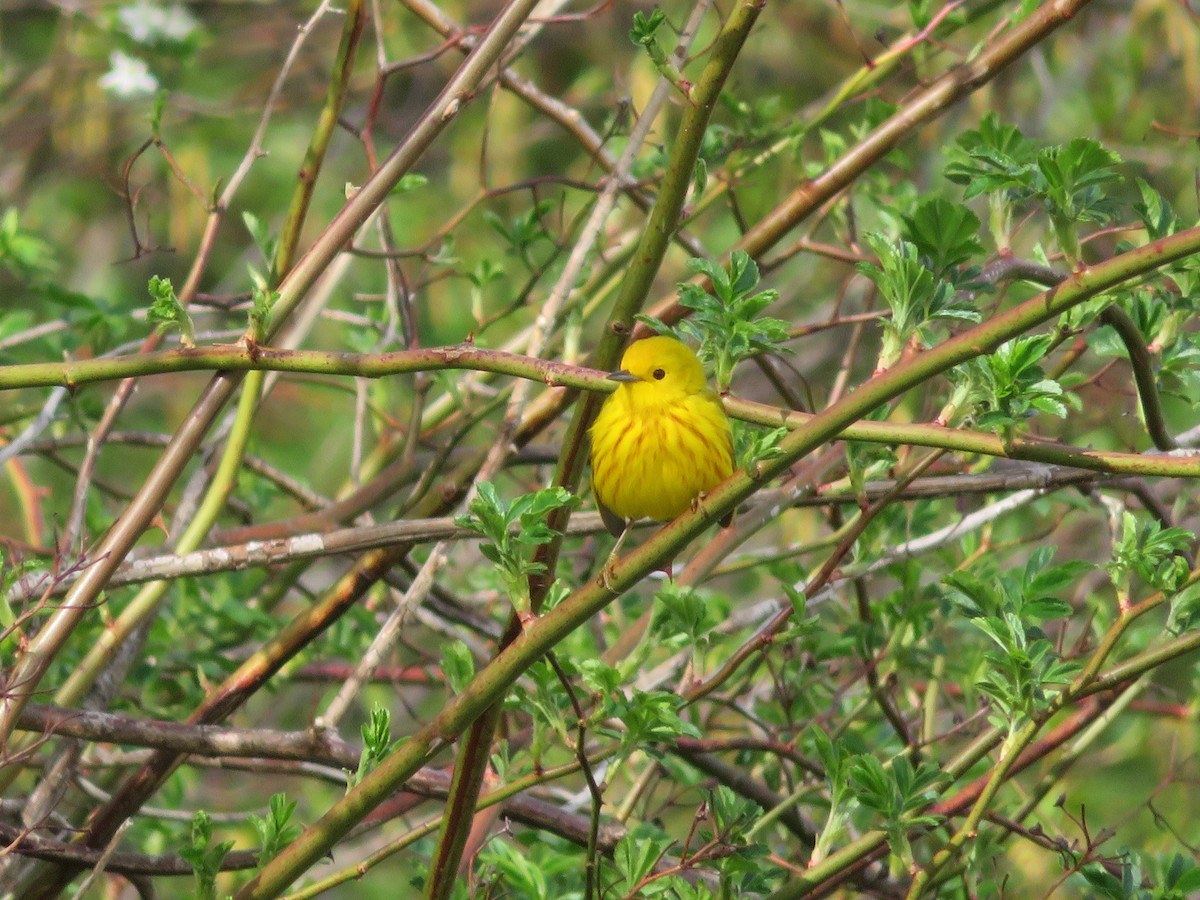 Yellow Warbler (Northern) - ML635360974