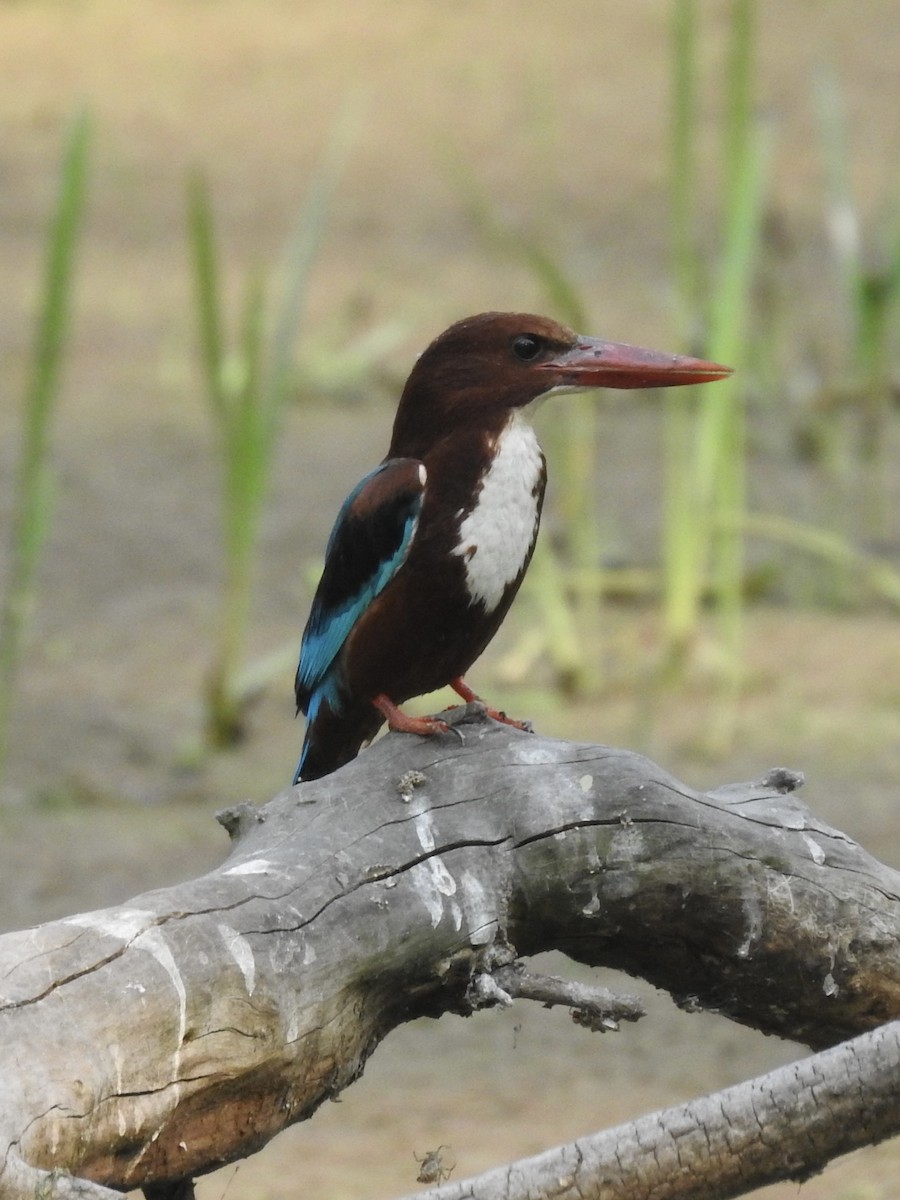 蒼翡翠 - ML635360994