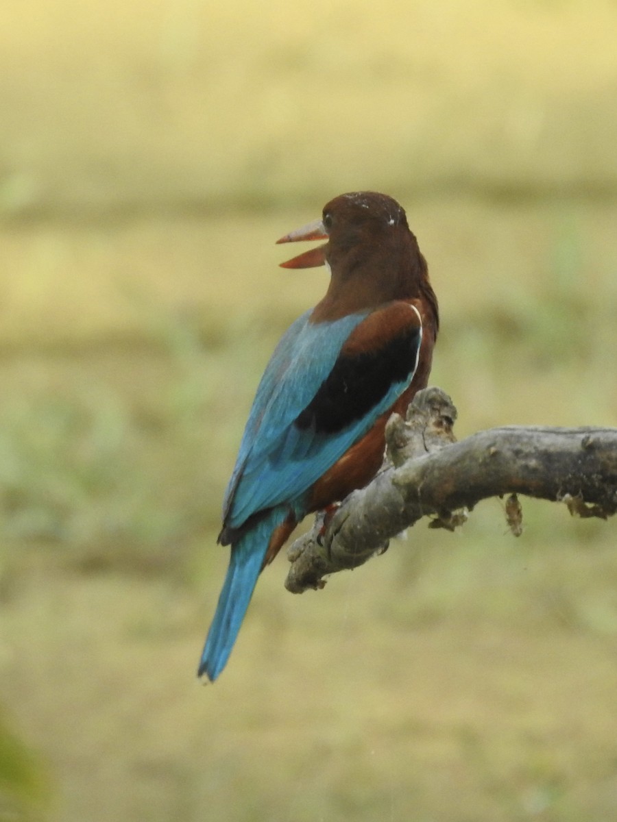 蒼翡翠 - ML635360995