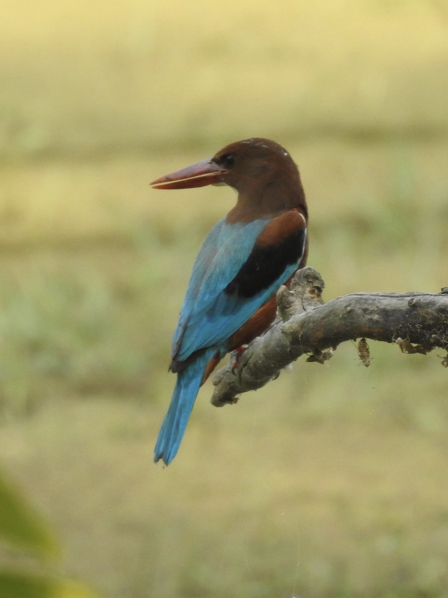 蒼翡翠 - ML635360996