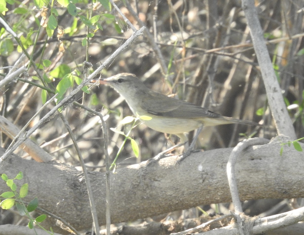 Clamorous Reed Warbler - ML635361013