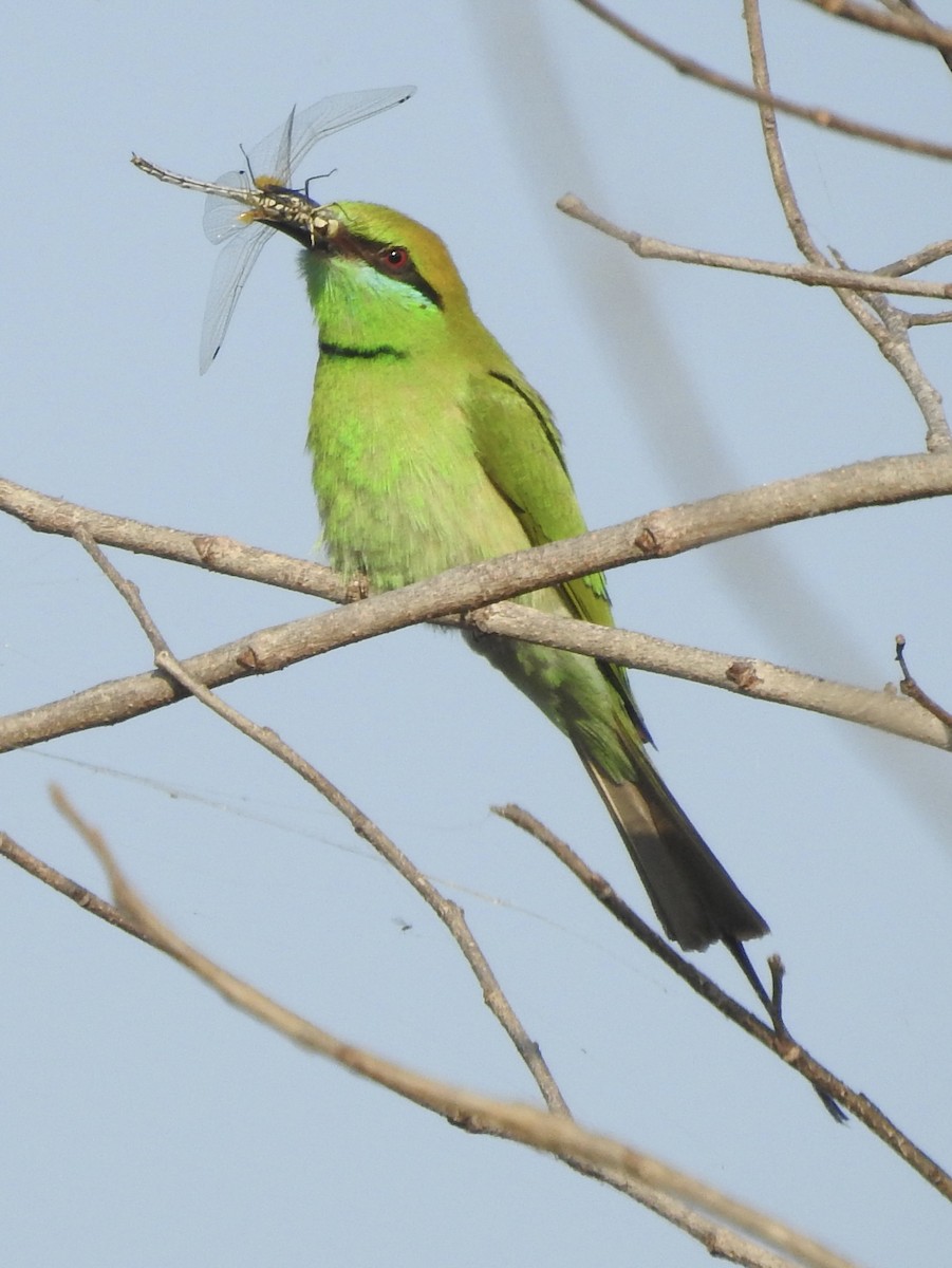 Asian Green Bee-eater - ML635361020
