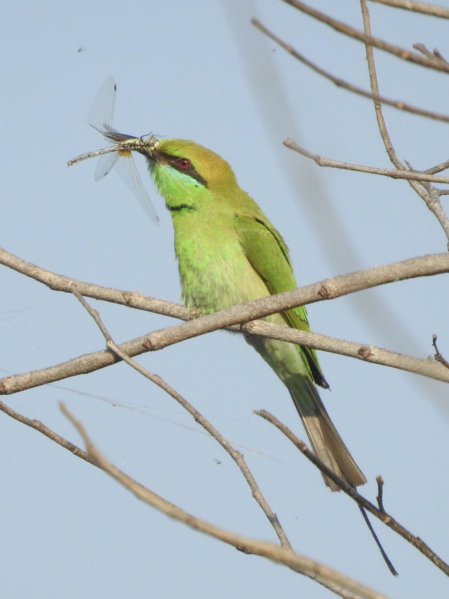 Asian Green Bee-eater - ML635361021