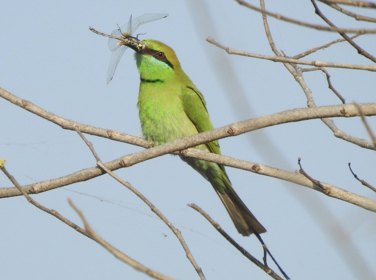 Asian Green Bee-eater - ML635361022