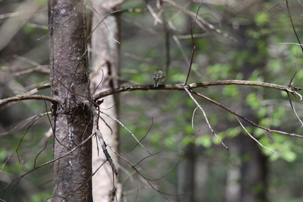 Graukopfvireo - ML635361033