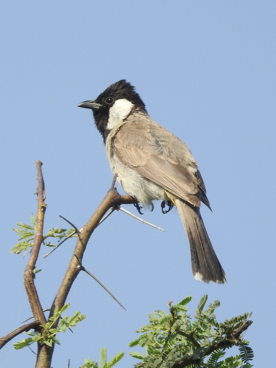 White-eared Bulbul - ML635361035