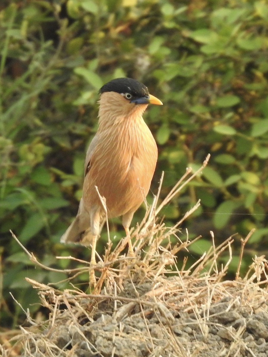 黑冠椋鳥 - ML635361057