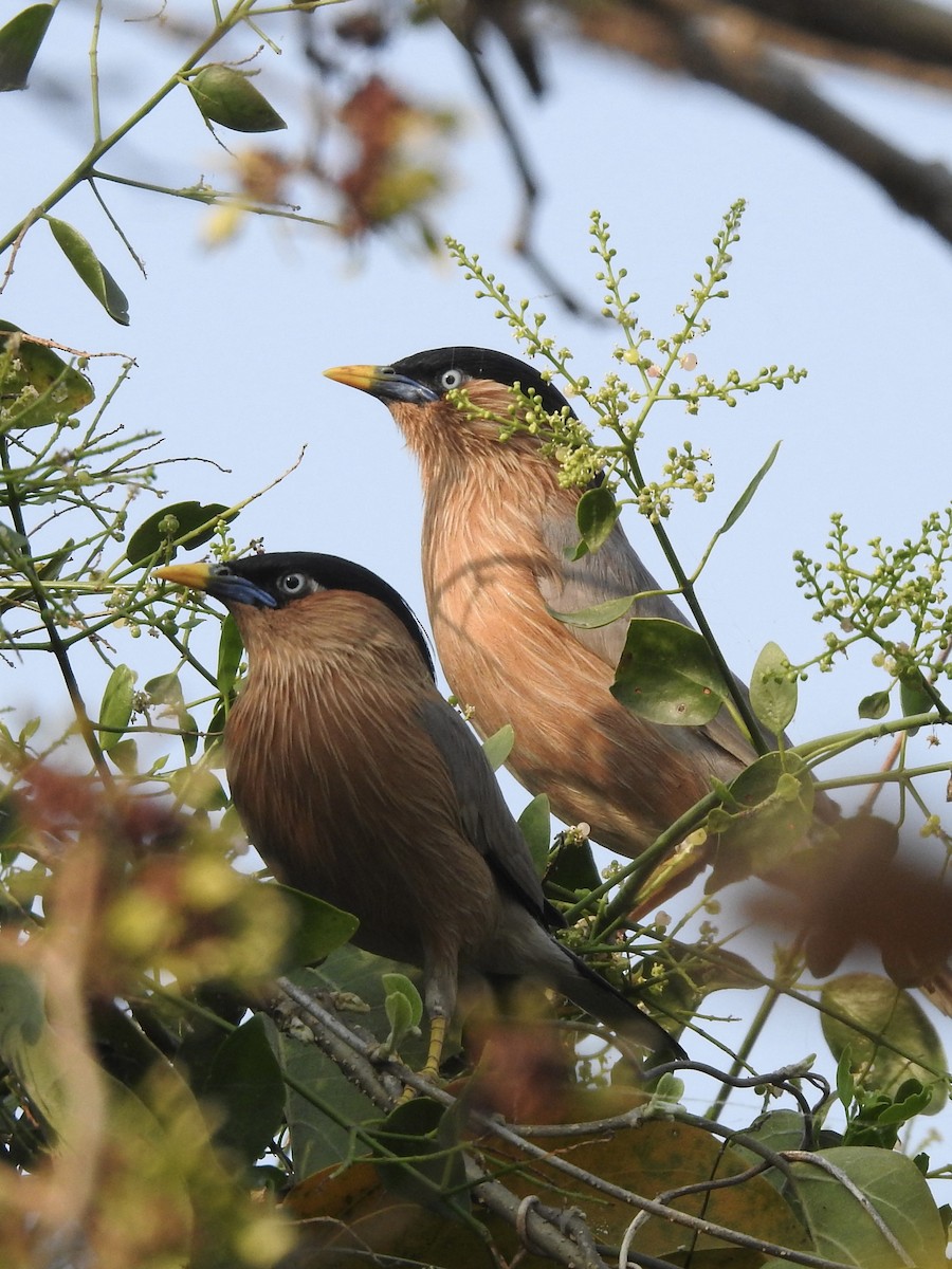 黑冠椋鳥 - ML635361058