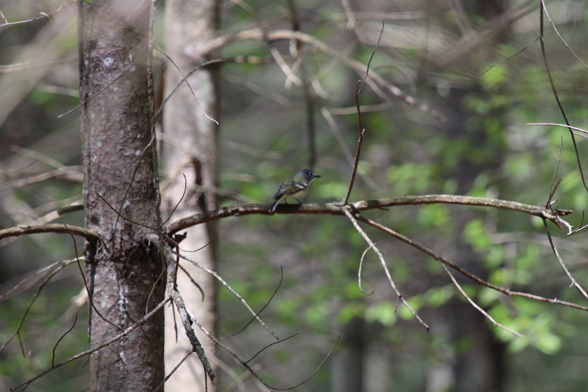 Graukopfvireo - ML635361094