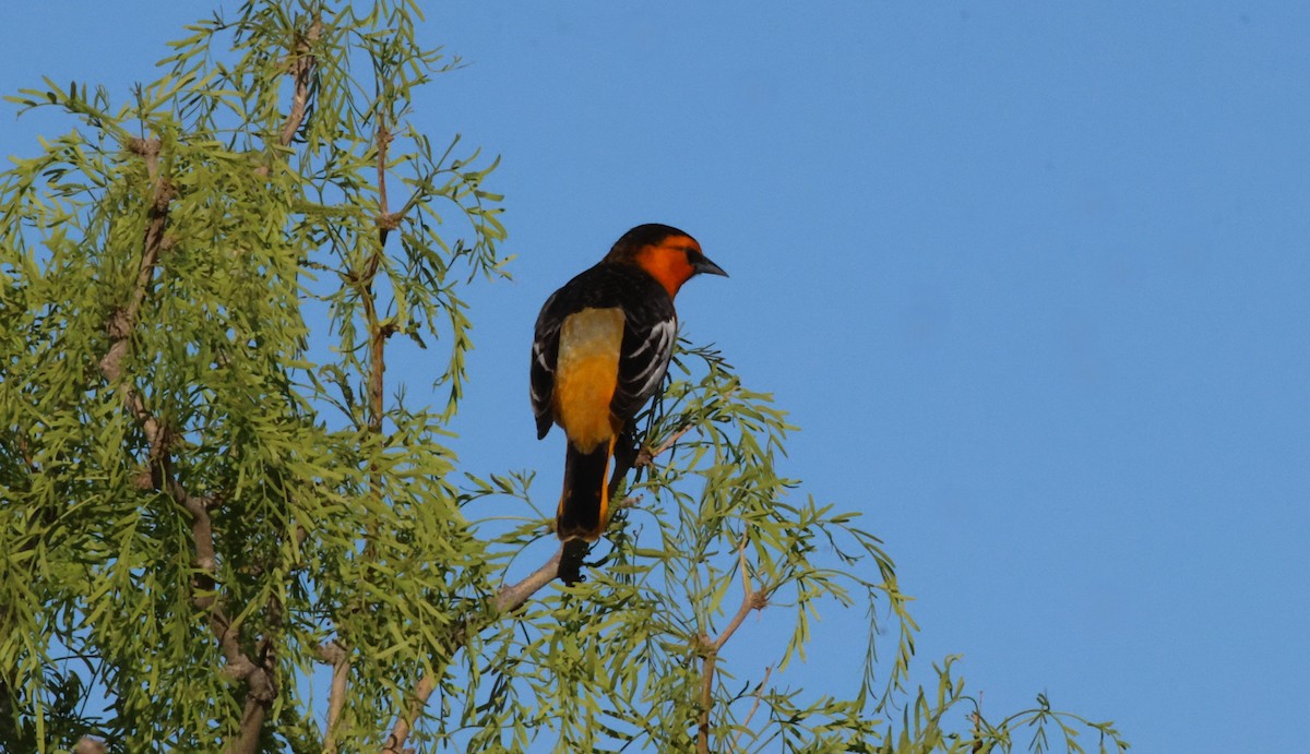 Bullock's Oriole - ML635361100