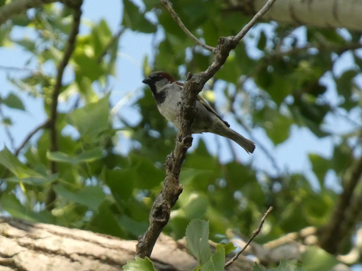 House Sparrow - ML635361118