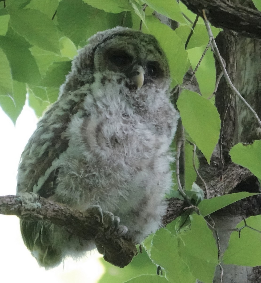 Barred Owl - ML635361119