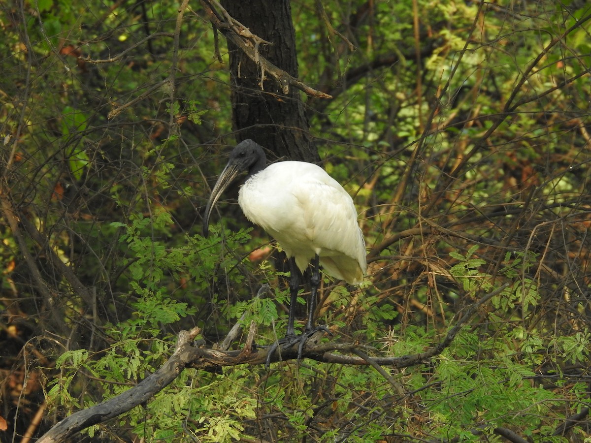 黑頭白䴉 - ML635361130