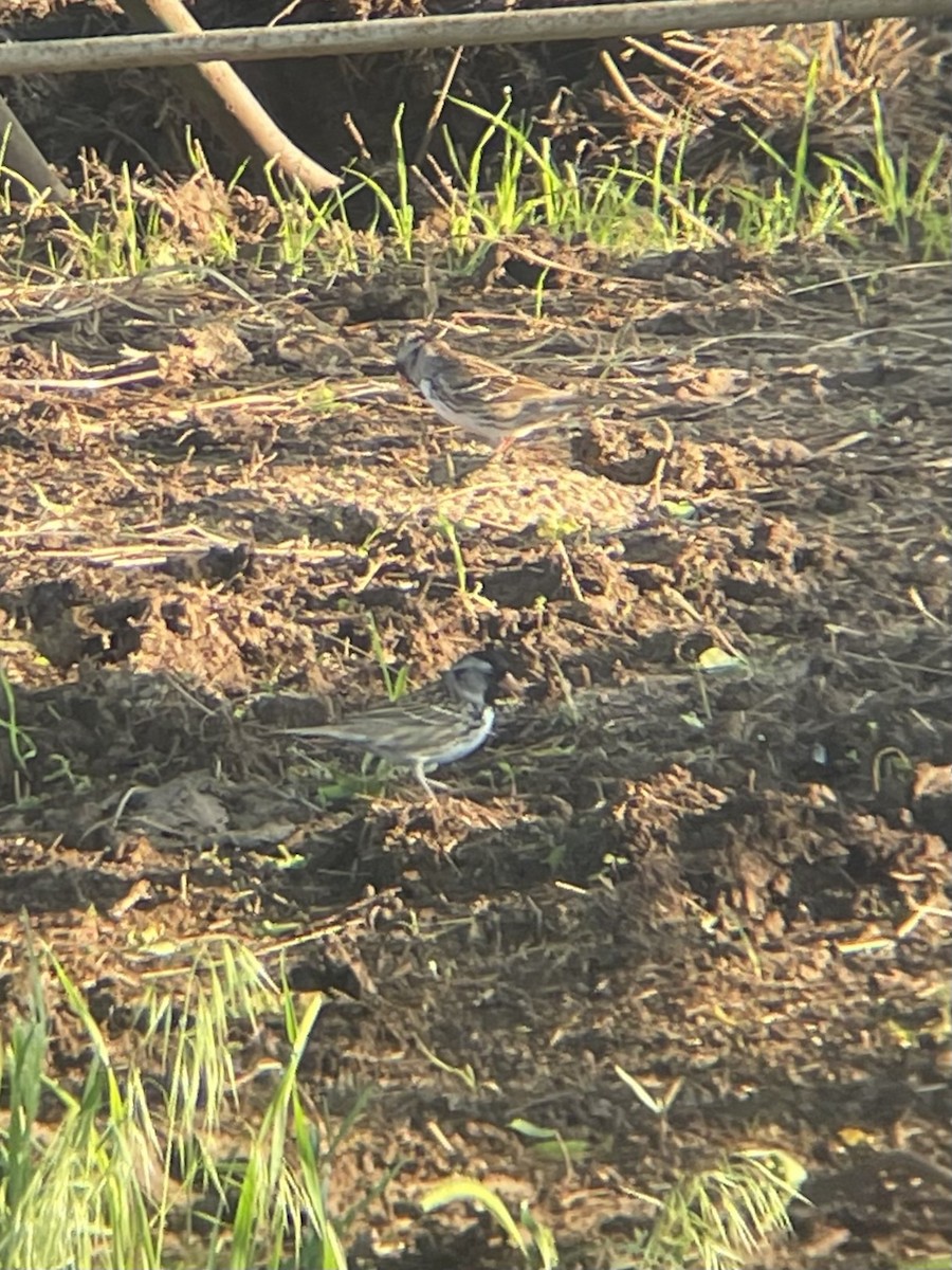 Harris's Sparrow - ML635361142