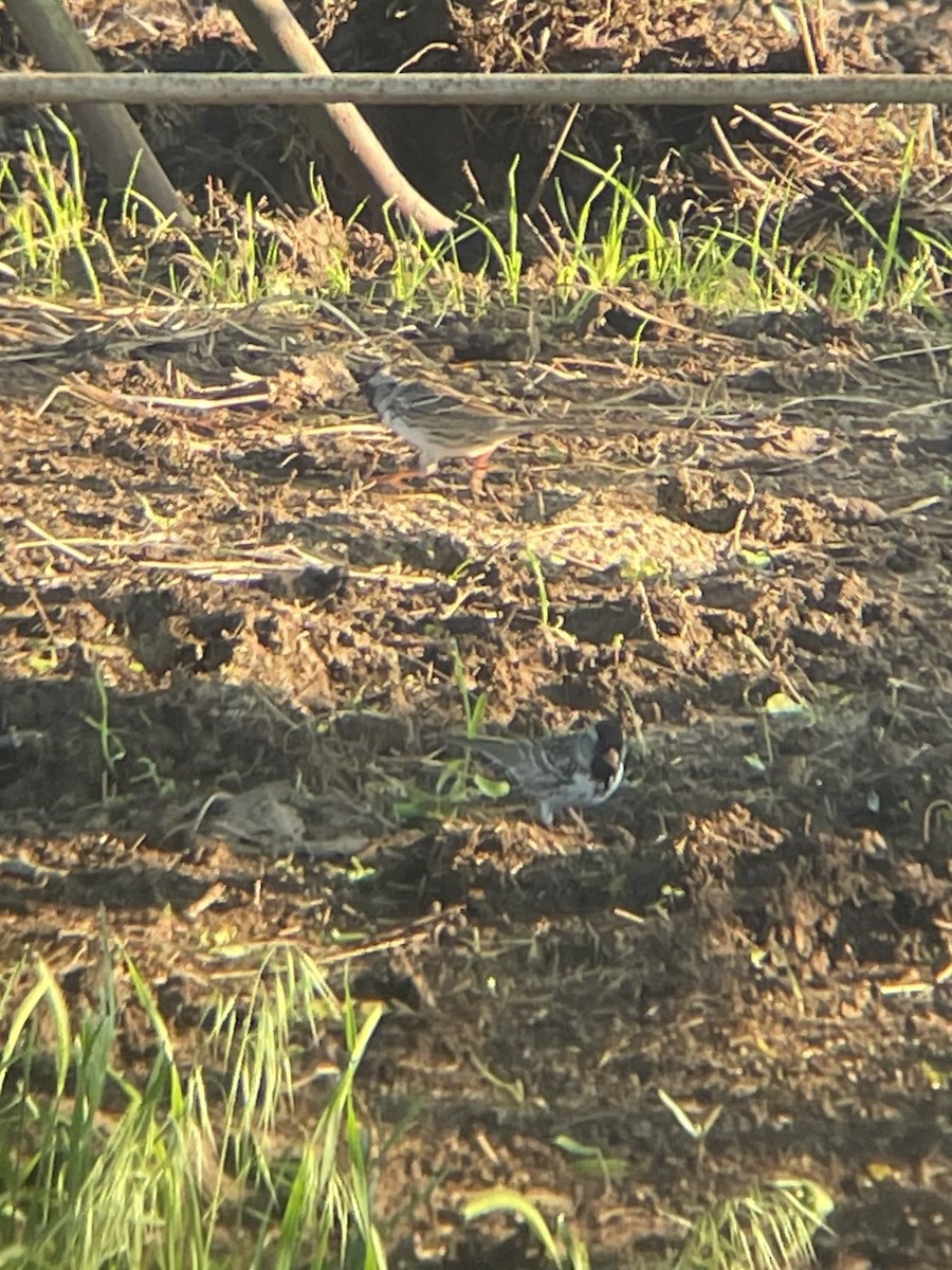 Harris's Sparrow - ML635361143