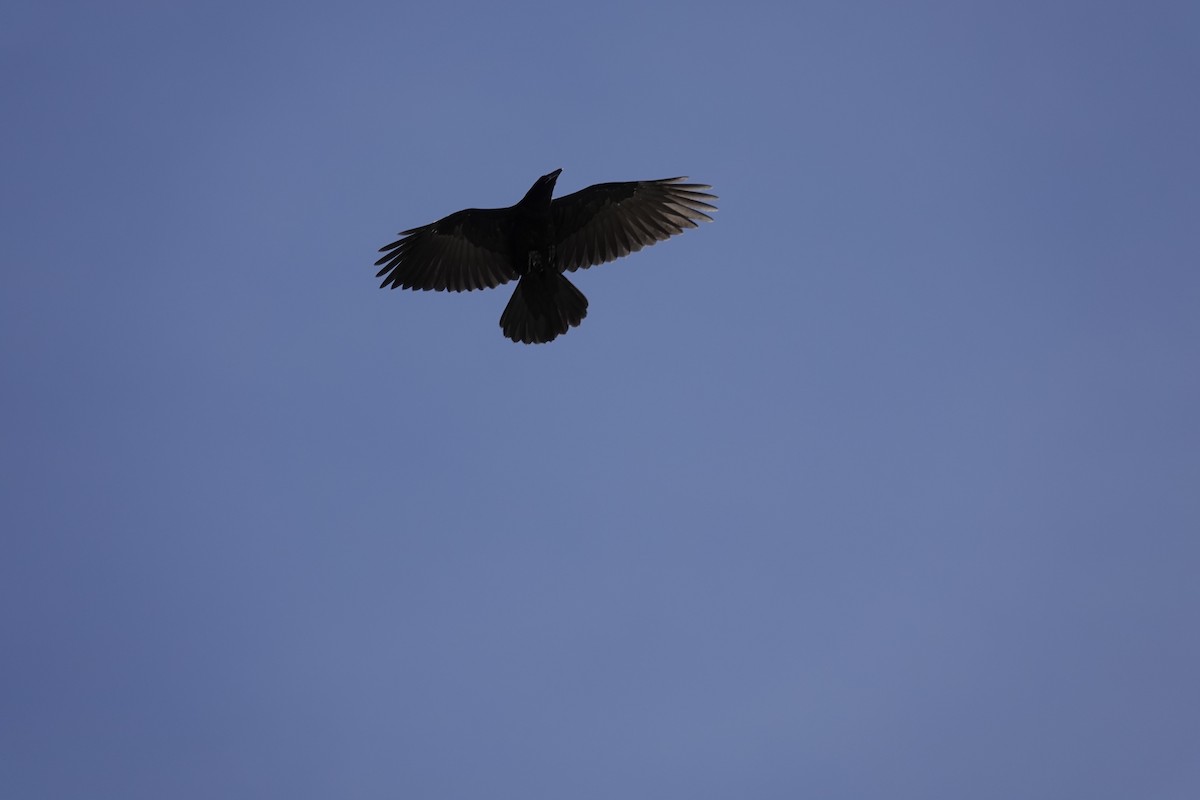 Common Raven - ML635361154