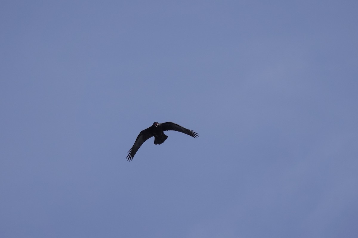 Common Raven - ML635361155