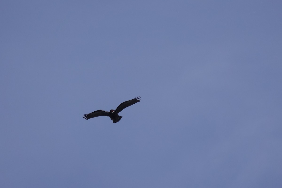 Common Raven - ML635361156