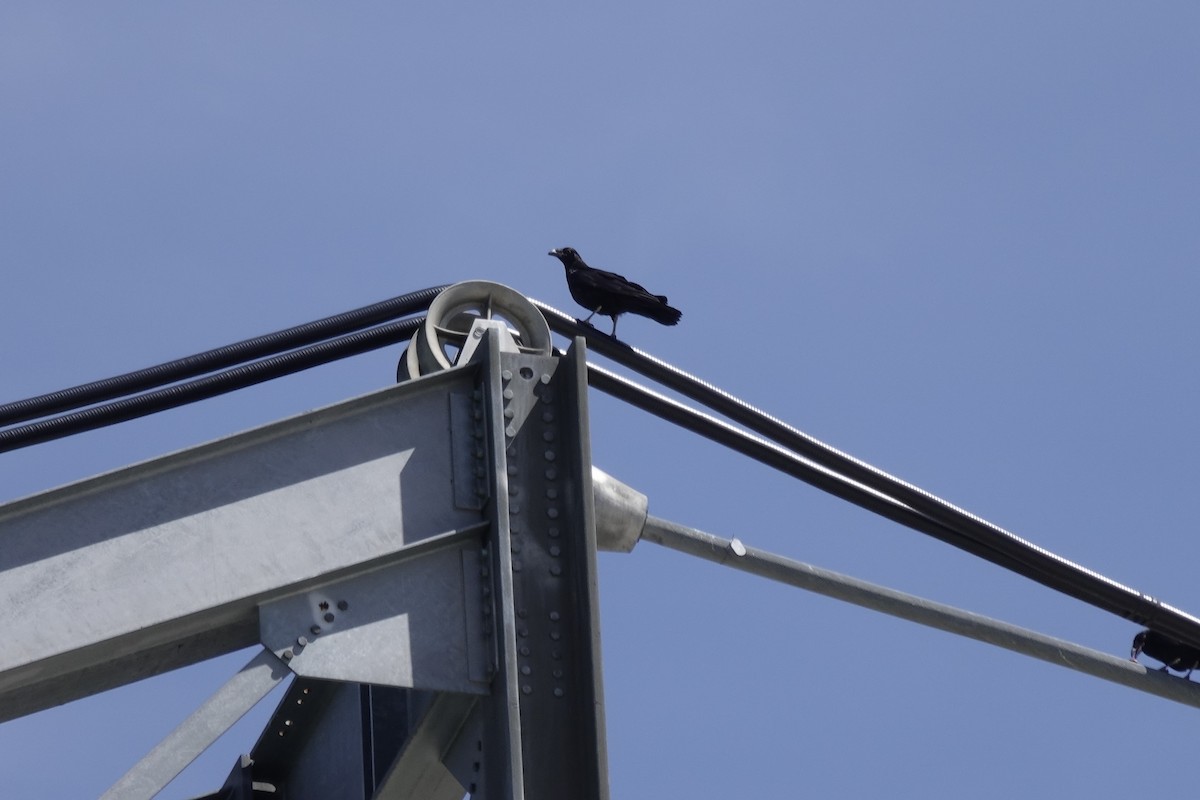 Common Raven - ML635361157