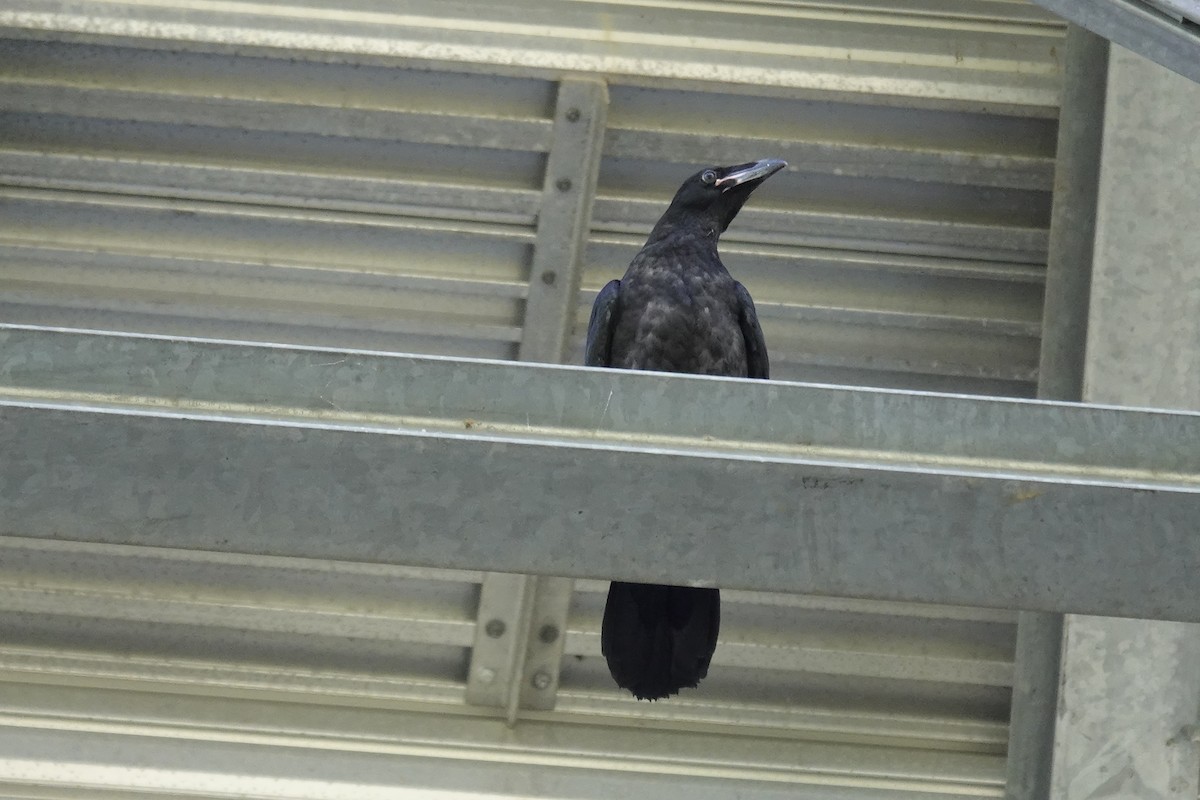 Common Raven - ML635361158