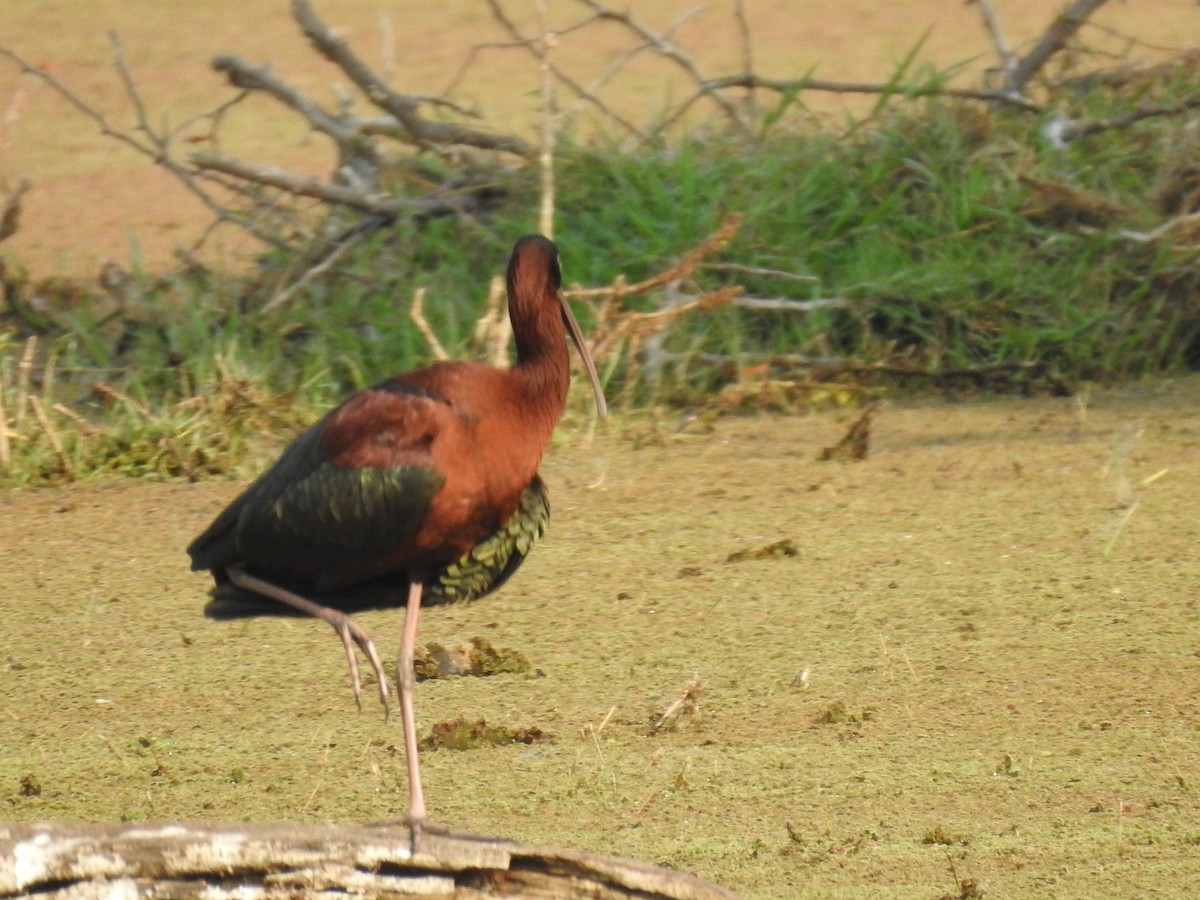 彩䴉 - ML635361161