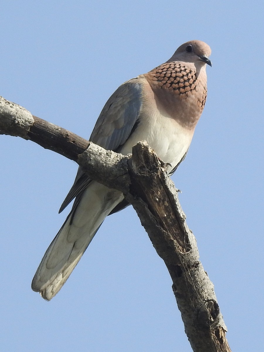 Laughing Dove - ML635361178