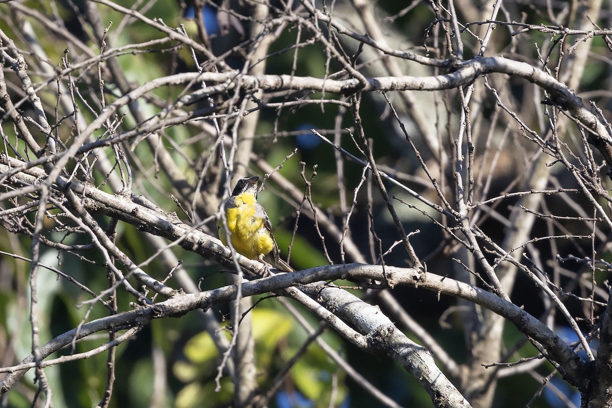 Cabanis's Bunting (Three-streaked) - ML635361192