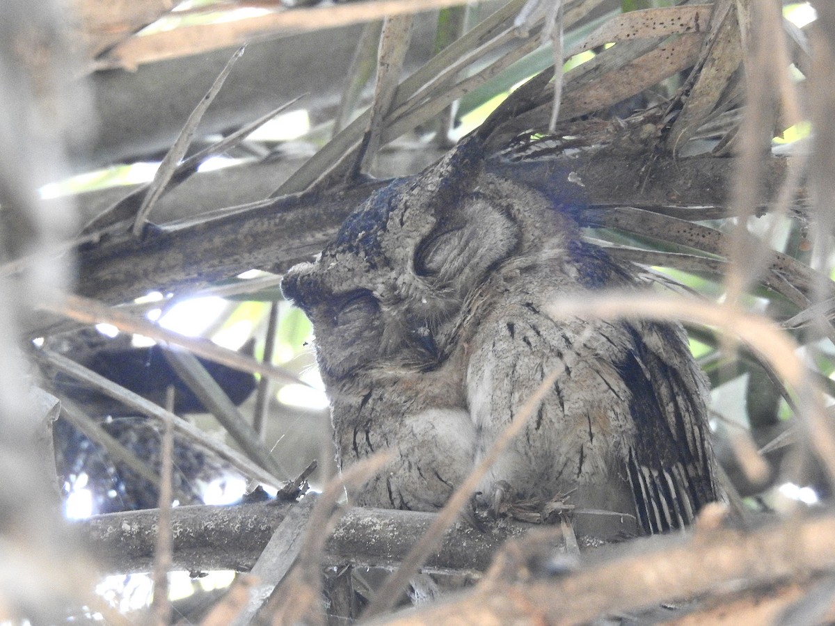 Indian Scops-Owl - ML635361193