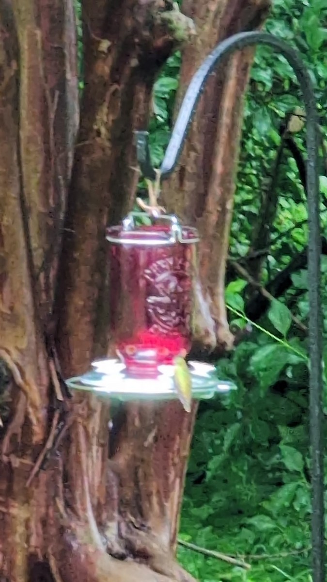 Ruby-throated Hummingbird - ML635361219