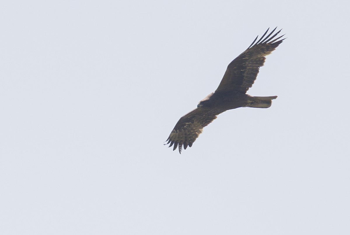 Booted Eagle - ML635361238
