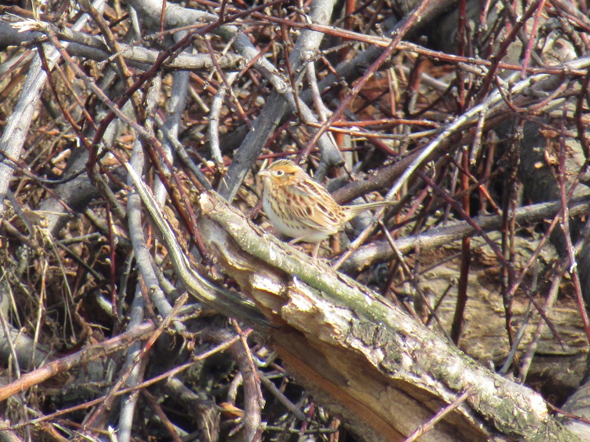 LeConte's Sparrow - ML635361242