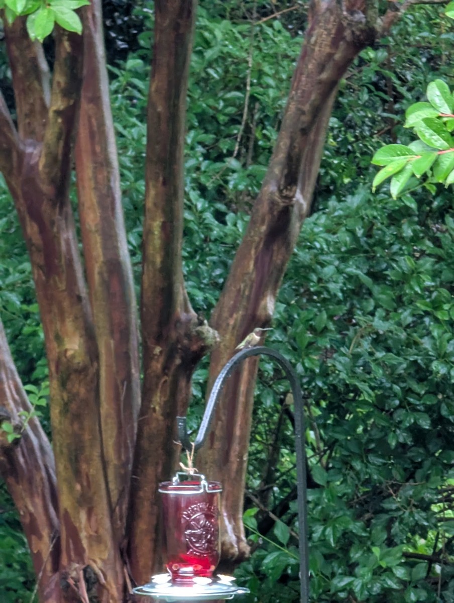 Ruby-throated Hummingbird - ML635361244