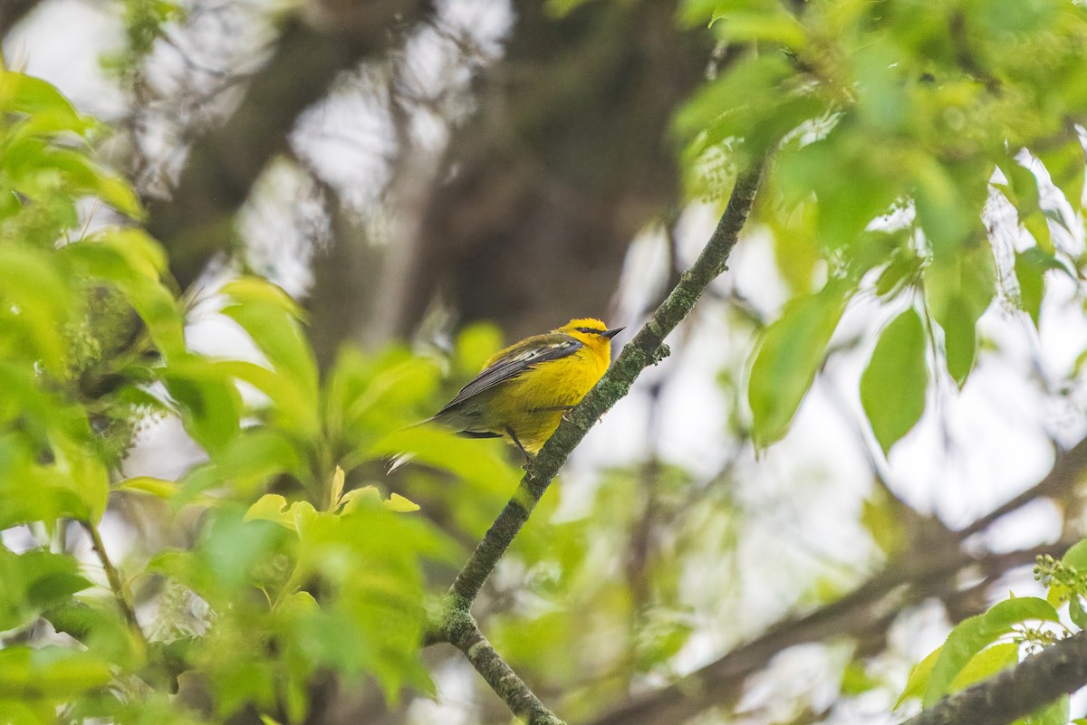 Blue-winged Warbler - ML635361246