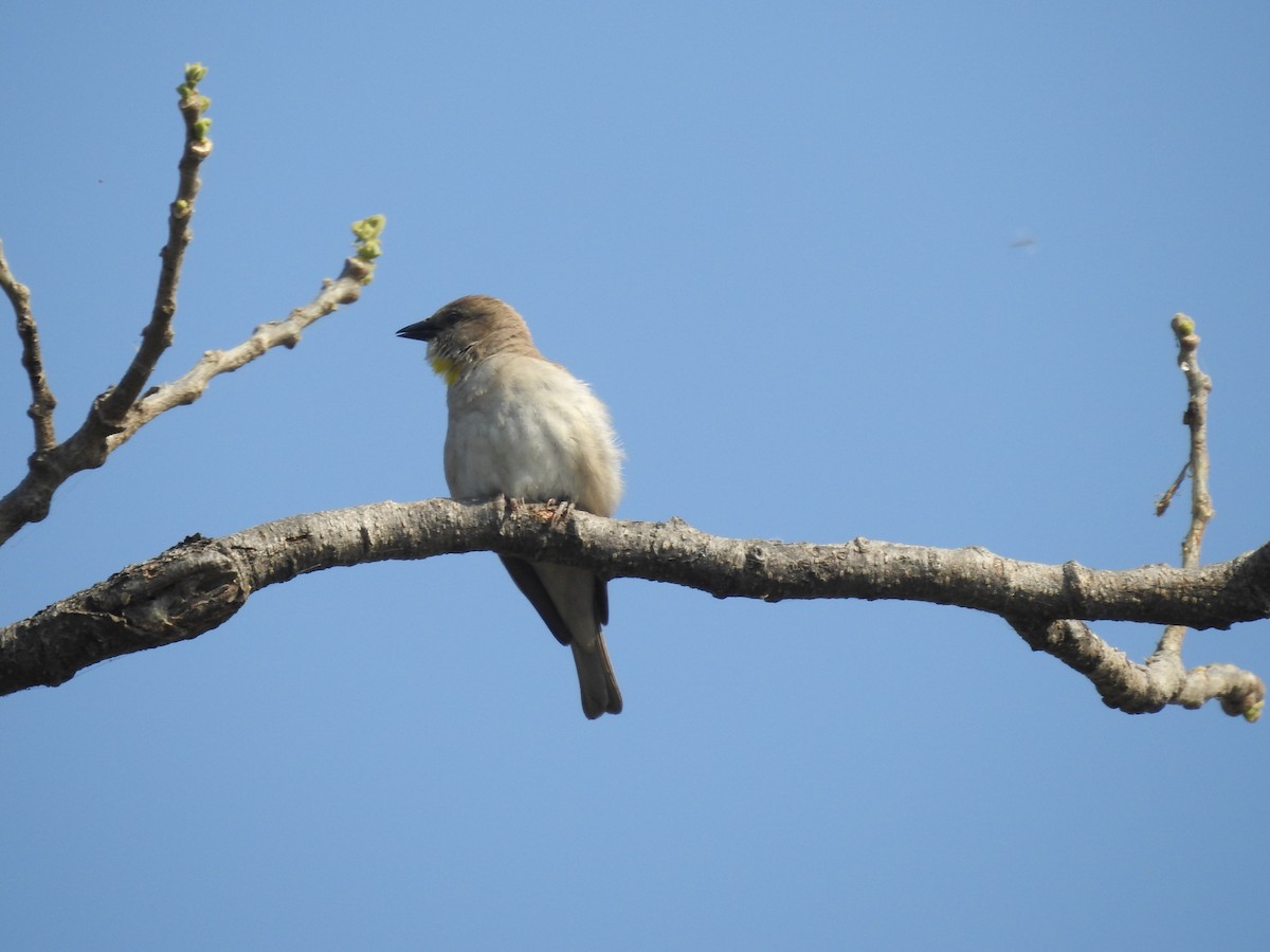 Yellow-throated Sparrow - ML635361262