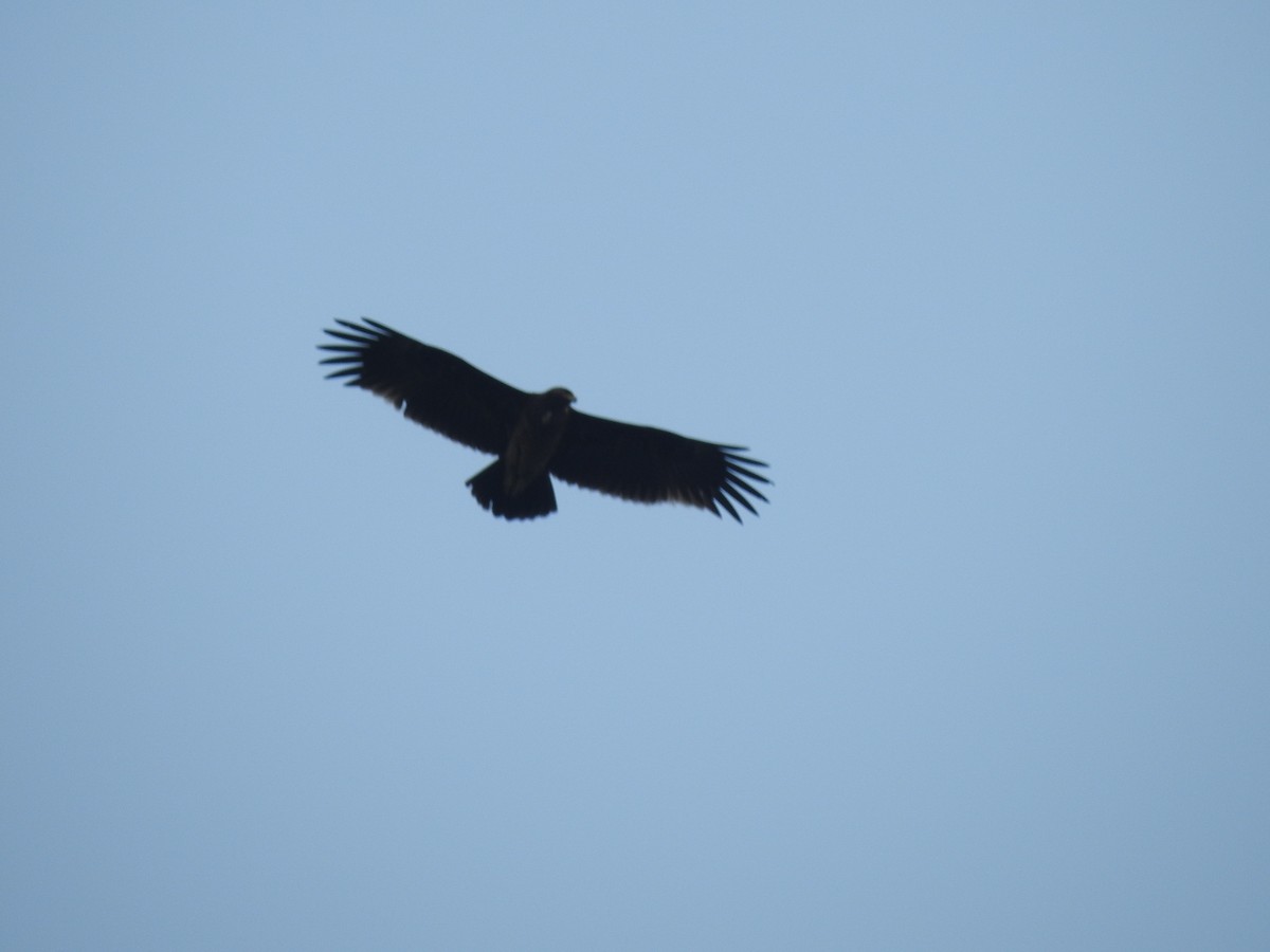 花鵰 - ML635361285