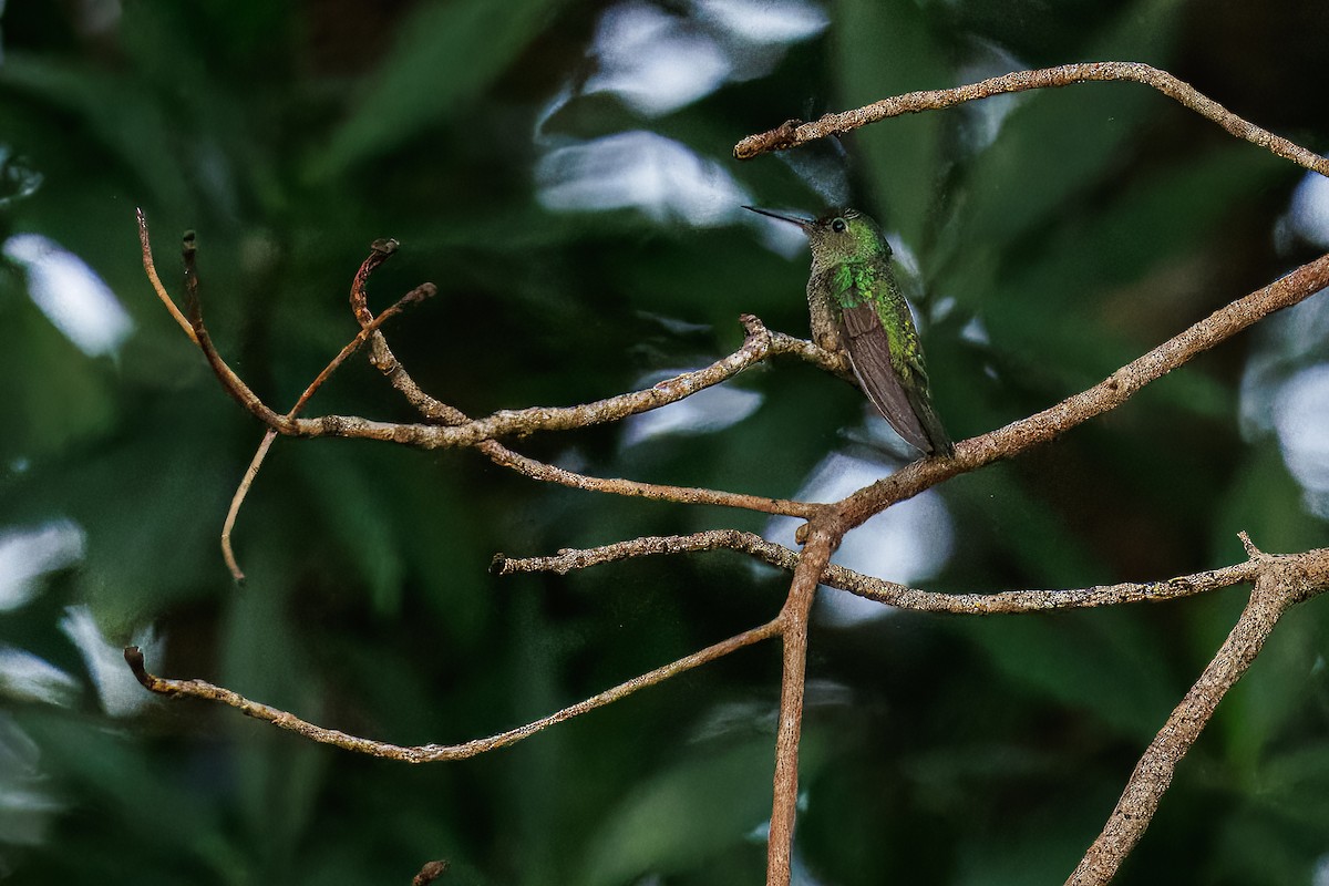 Scaly-breasted Hummingbird - ML635361289