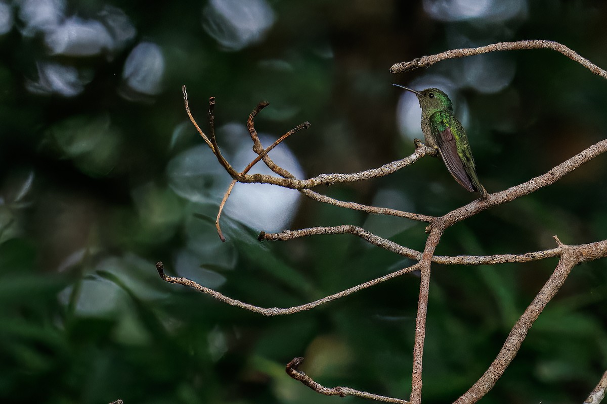Scaly-breasted Hummingbird - ML635361290