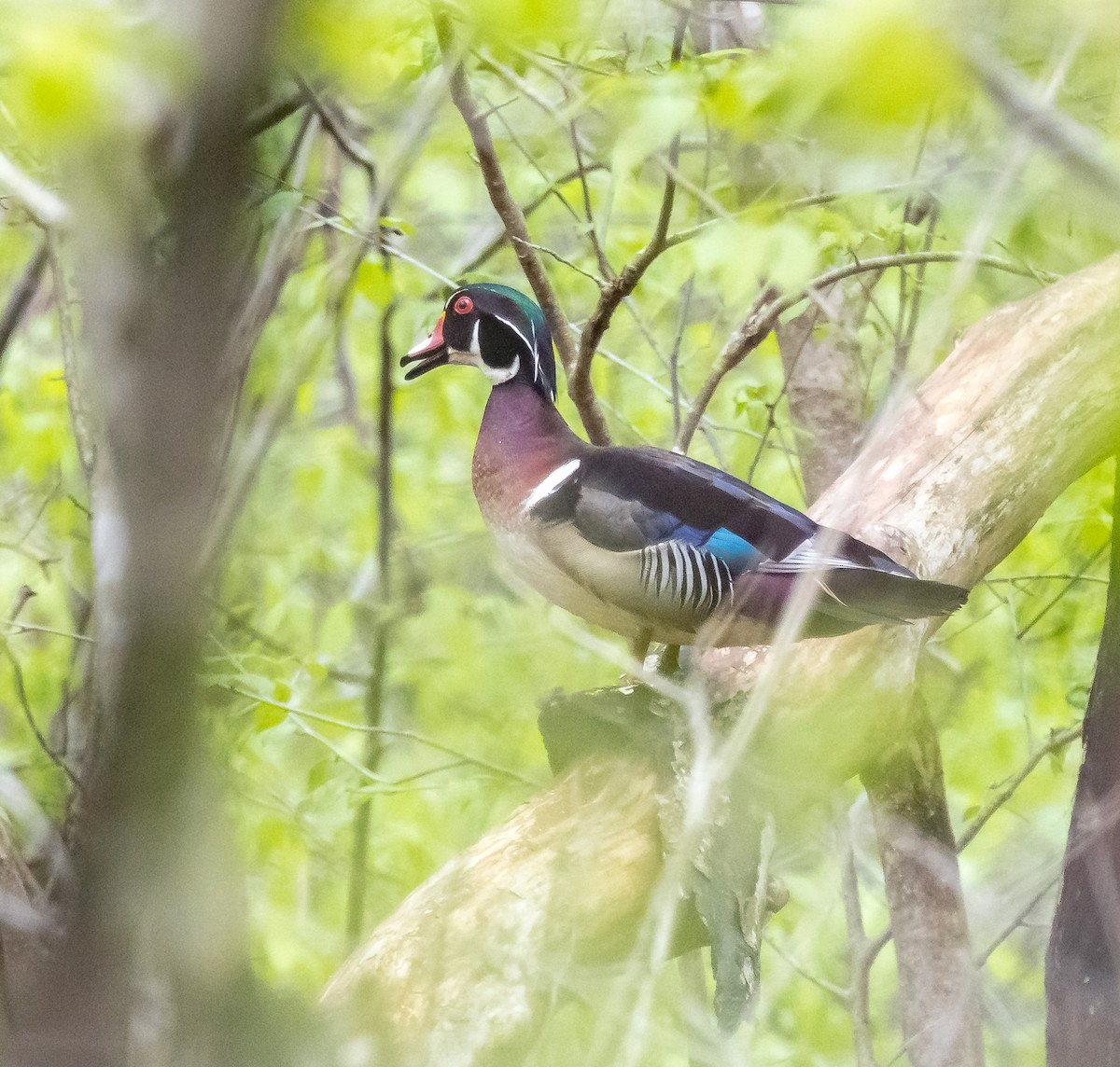 Wood Duck - ML635361293