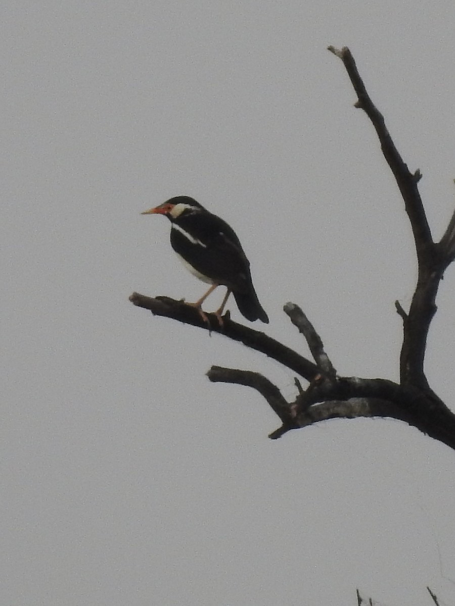 印度鵲椋鳥 - ML635361306