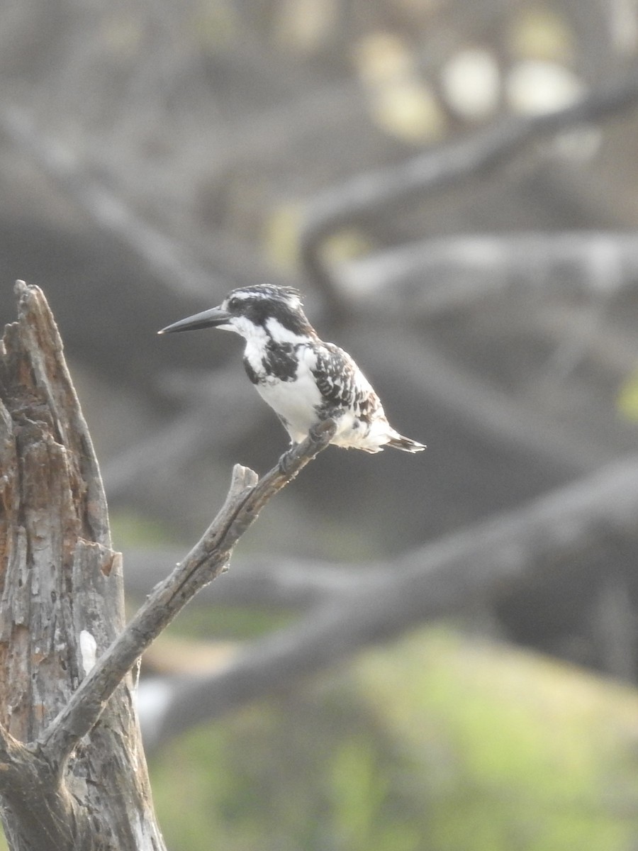 斑翡翠 - ML635361339