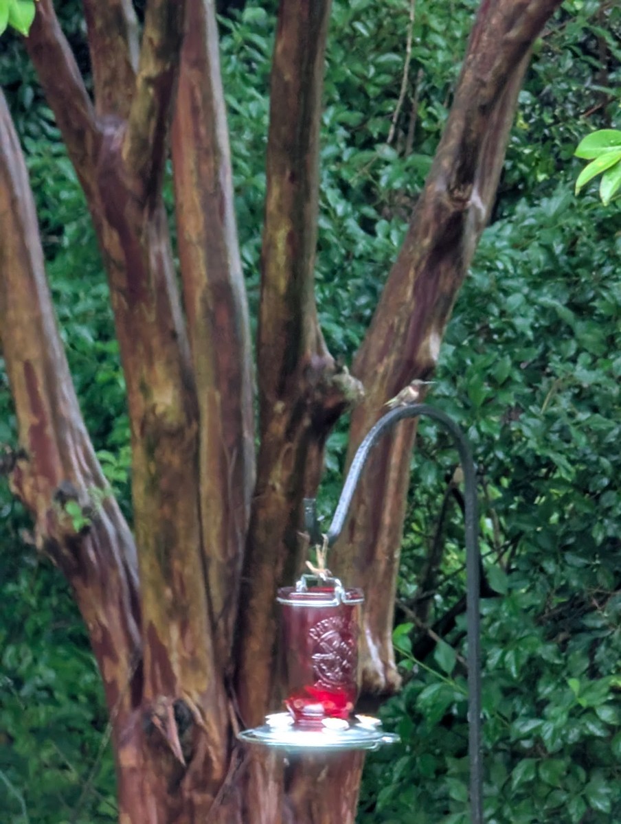 Ruby-throated Hummingbird - ML635361344