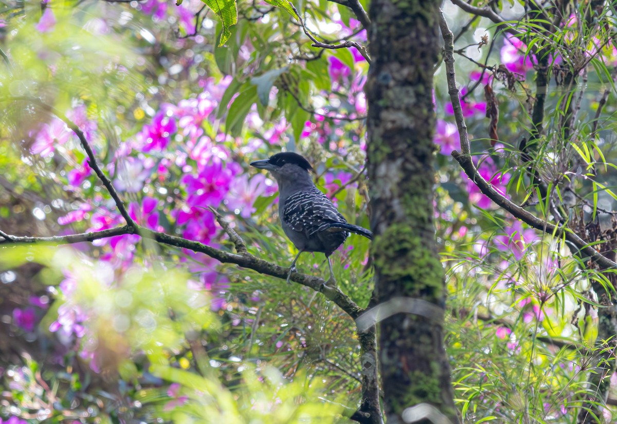 Giant Antshrike - ML635361354